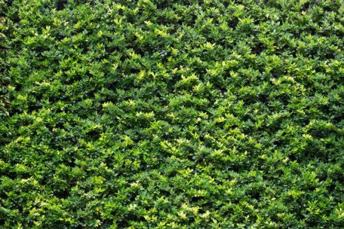 full frame of texture, green leaves realistic seamless background - garden decoration stock pictures, royalty-free photos & images