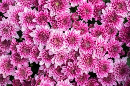 full frame shot of beautiful chrysanthemum flowers blooming in the garden. - garden decoration stockfoto's en -beelden