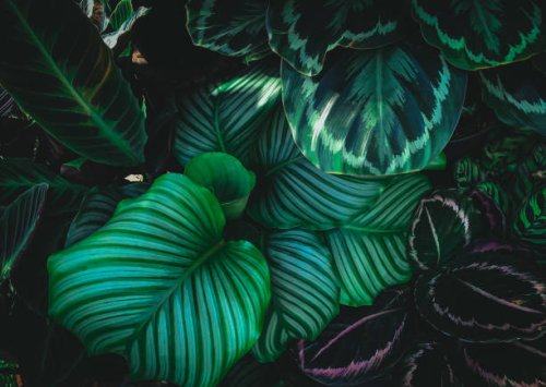 full frame shot of fresh green leaves ,nature background. - garden decoration stock pictures, royalty-free photos & images