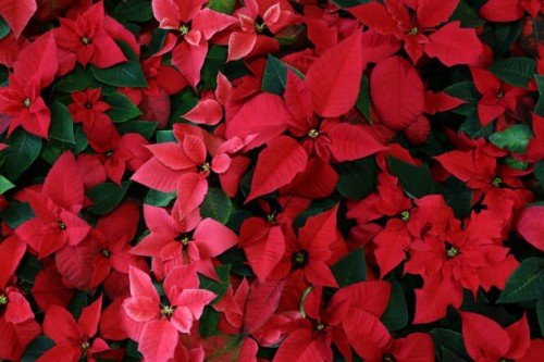 full frame shot of poinsettia plants,christmas flowers(euphorbia pulcherrima,christmas stars ,holiday flowers)blooming in pink and red colours , christmas background - garden decoration stock pictures, royalty-free photos & i