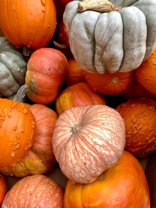full frame shot of pumpkins for sale at market,saskatchewan,canada - garden decoration stock pictures, royalty-free photos & images