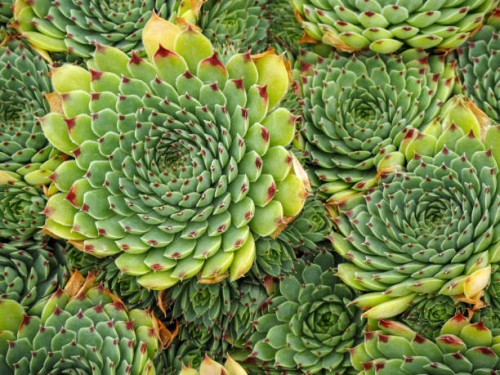 full frame shot of succulent plant - garden decoration stockfoto's en -beelden