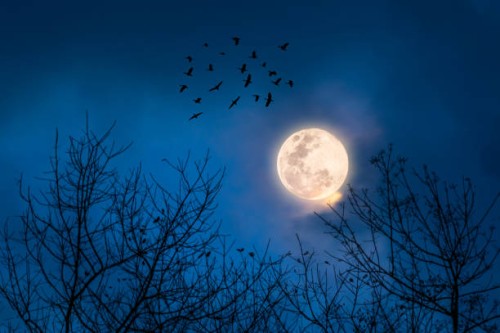 full moon night and branches in the foreground on halloween night. - home decoration stock pictures, royalty-free photos & images