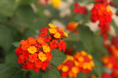 garden - garden decoration stock-fotos und bilder