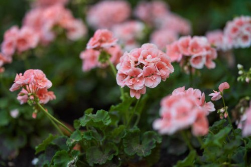 garden geranium - garden decoration stock pictures, royalty-free photos & images