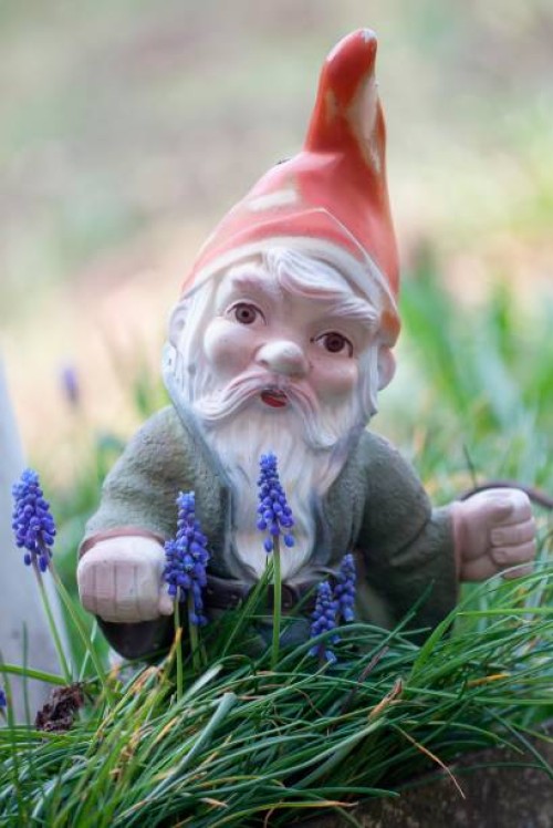 garden gnome amongst grape hyacinths (muscari botryoides) - garden decoration stock pictures, royalty-free photos & images