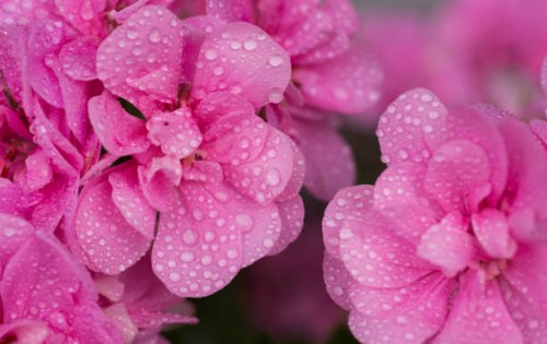 garden macro - garden decoration stock pictures, royalty-free photos & images