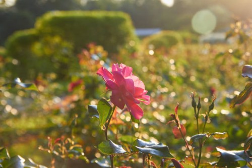 garden rose close-up at sunset - garden decoration stock pictures, royalty-free photos & images