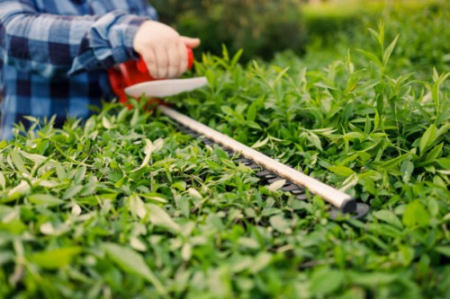 gardener holding electric hedge trimmer to cut the treetop in garden. - garden decoration stockfoto's en -beelden