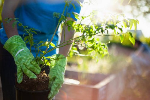 gardener prepares to plant small seedling vegetable tree in local community garden public park as volunteer in plant nursery spring summer - garden decoration stock pictures, royalty-free photos & images
