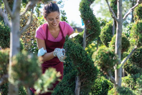 gardener trimming the decorative trees - garden decoration stock pictures, royalty-free photos & images