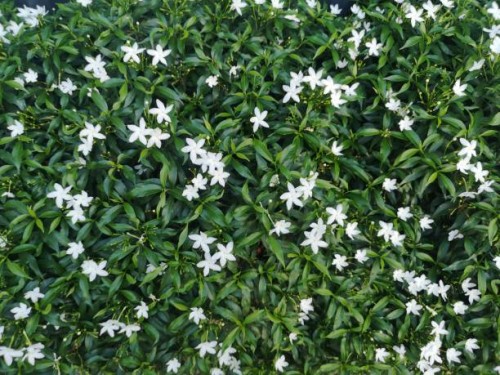 gardenia jasminoides, gerdenia crape jasmine rubiaceae - garden decoration stock pictures, royalty-free photos & images