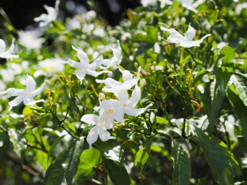 gardenia, rubiaceae small perennials leaves are rounded, oval, pointed leaves, single flowers from the apex or the end of the branch. flowers are fragrant, white flower blooming and green leaves in garden on nature backgroun