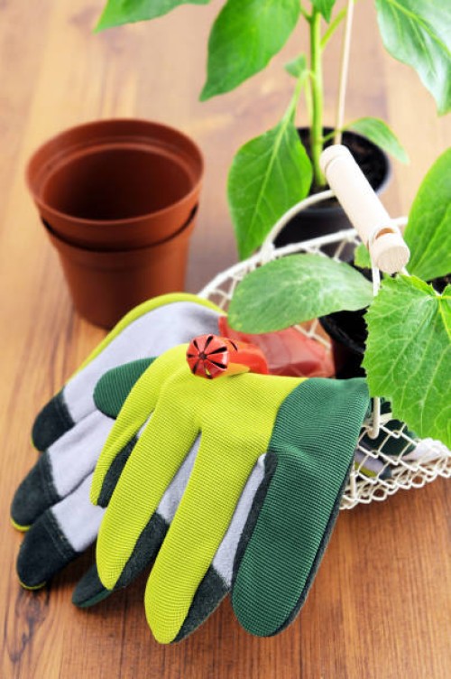 gardening utensils with seedlings of paprika and zucchini - garden decoration stock pictures, royalty-free photos & images