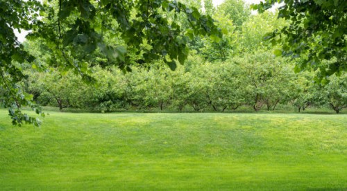 gardens and green spaces - garden decoration stockfoto's en -beelden