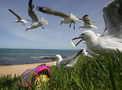 Generic pictures of Seagulls for story on how seagulls are getting fat on junk food due to our unhealthy diets on 25th September, 2005. THE AGE NEWS...