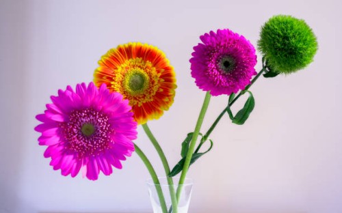gerbera daisy isolated on white background - garden decoration stock pictures, royalty-free photos & images