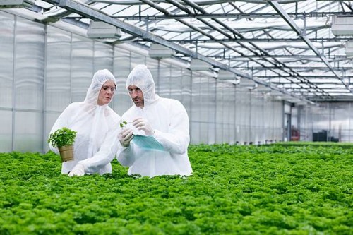 germany, bavaria, munich, scientists in greenhouse examining parsley plant - food stock pictures, royalty-free photos & images