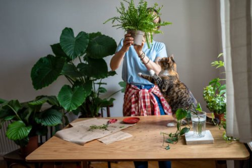 girl holding fern flower in hand. alocasia flower in interior. woman transplants flowers at table - garden decoration stock pictures, royalty-free photos & images