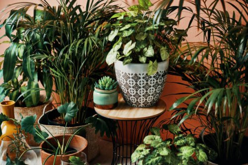 give your home a good dose of greenery - home decoration stock pictures, royalty-free photos & images