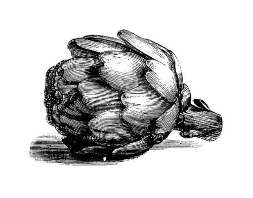 globe artichoke | antique culinary illustrations - food stock illustrations