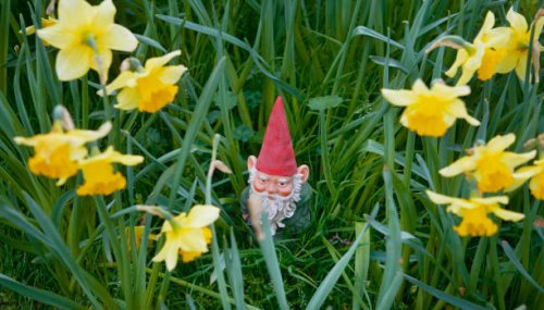 gnome peering out of daffodils - garden decoration stock pictures, royalty-free photos & images