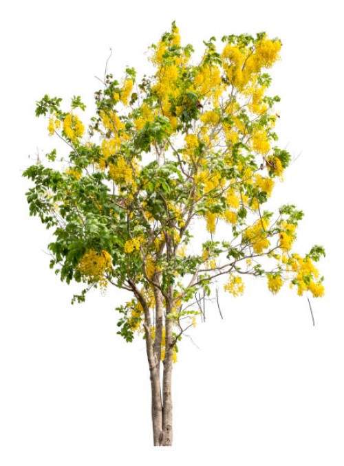 golden shower tree isolated on white background, clipping path - garden decoration stock pictures, royalty-free photos & images