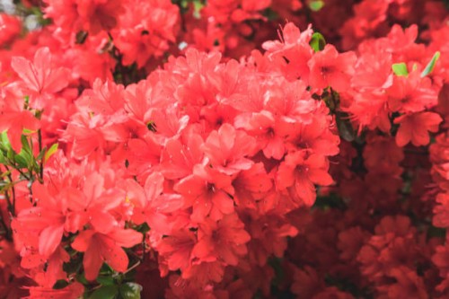 gorgeous azaleas - garden decoration stock pictures, royalty-free photos & images