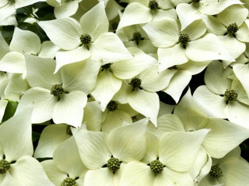 gorgeous explosion of white dogwood blossoms in late spring - garden decoration stockfoto's en -beelden