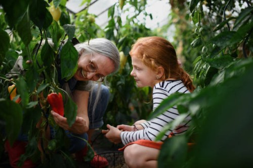 grandmother with granddaughter picking peppers in garden together. - food stock pictures, royalty-free photos & images