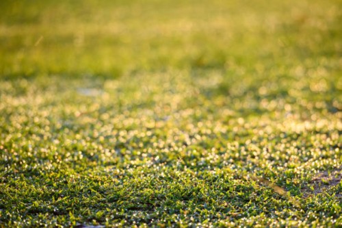 grass field with morning light - garden decoration stock pictures, royalty-free photos & images
