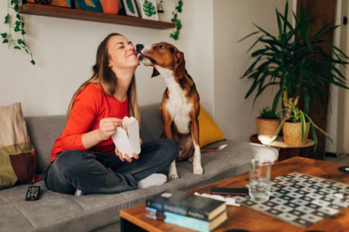 grateful hound dog licking his female owner on the checks after she gave him a bite a morsel of her take out food - junk food stock pictures, royalty-free photos & images