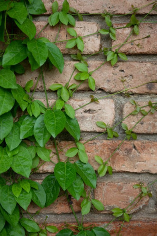 green climbers ivy growing on brick wall - garden decoration stock pictures, royalty-free photos & images