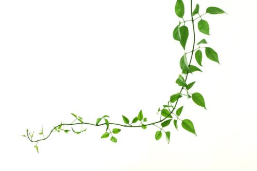 green creeper on a white background - garden decoration stock pictures, royalty-free photos & images