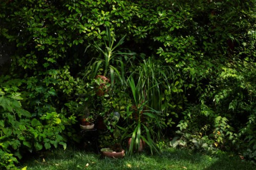 green garden with bushes and a few potted plants - garden decoration stock pictures, royalty-free photos & images