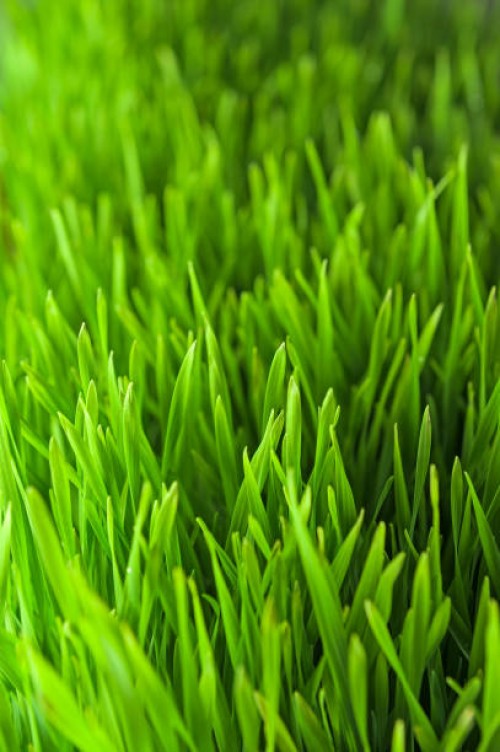 green grass on a sunny summer day - garden decoration stock pictures, royalty-free photos & images