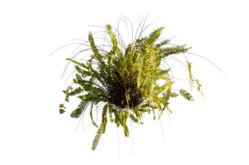 green hanging fern on white background - garden decoration stock pictures, royalty-free photos & images