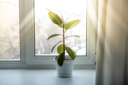 green houseplants and home flowers in flower pots on the windowsill. - garden decoration stock pictures, royalty-free photos & images