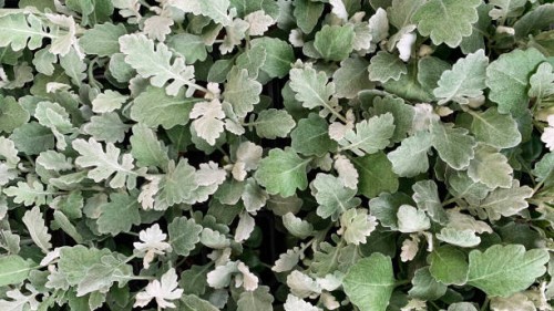 green leaves - garden decoration stock pictures, royalty-free photos & images