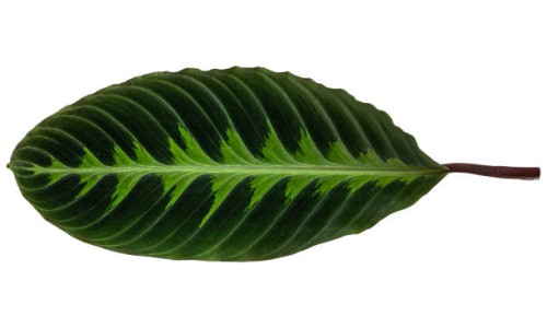 green leaves are separated on the background. - garden decoration stock pictures, royalty-free photos & images