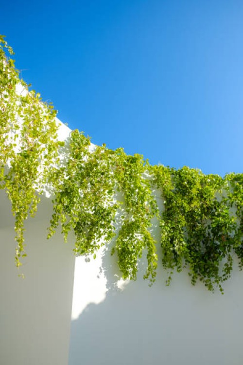 green leaves decorated white wall. - garden decoration stock pictures, royalty-free photos & images