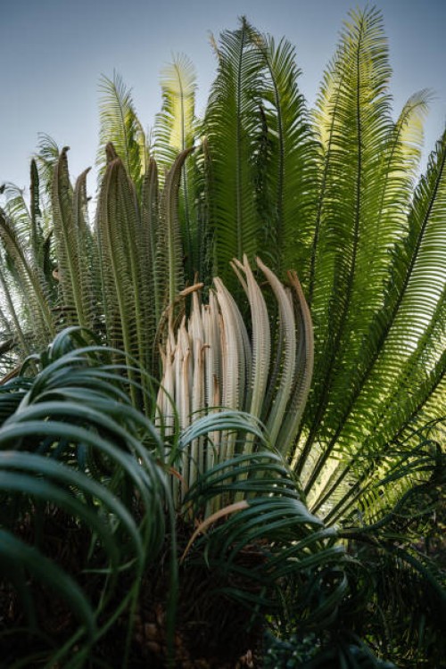 green leaves pattern of asia sago palm (cycas) plant, natural lush foliages of leaf texture backgrounds. - garden decoration stock pictures, royalty-free photos & images