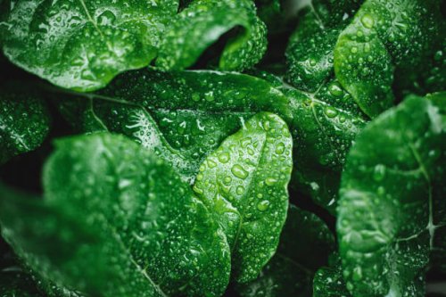 green leaves with dew drops - food stock pictures, royalty-free photos & images