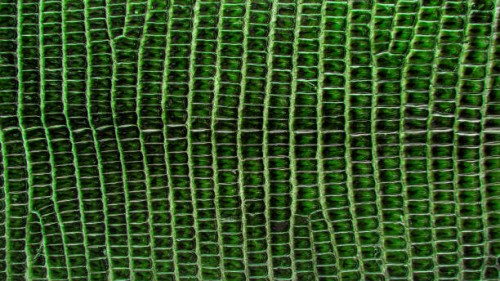 green lizard skin, abstrat leather texture for background. - fashion stock pictures, royalty-free photos & images
