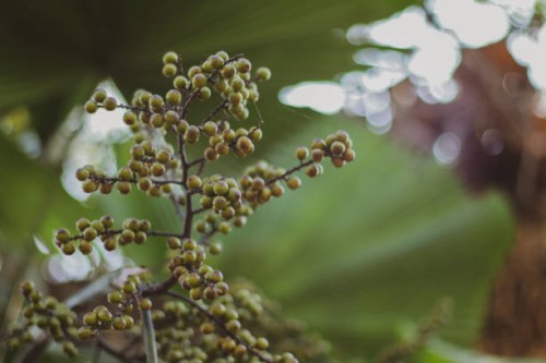 green lush foliage and flowers closeup shot of fruits on a branch. - garden decoration stock pictures, royalty-free photos & images