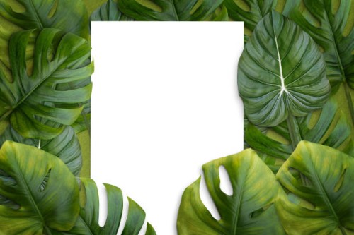 green monstera leaves background.full frame with blank sheet. - garden decoration stock pictures, royalty-free photos & images