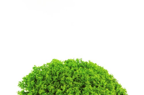 green moss isoalted on white background. floristics concept. close up. - garden decoration stock-fotos und bilder