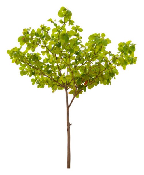 green tree is isolated on a white background. clipping path - garden decoration stock pictures, royalty-free photos & images