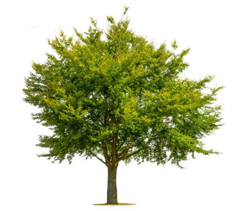 green tree on a white background. - garden decoration stock pictures, royalty-free photos & images