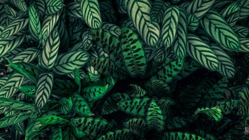 green tropical leaf. - garden decoration stock pictures, royalty-free photos & images